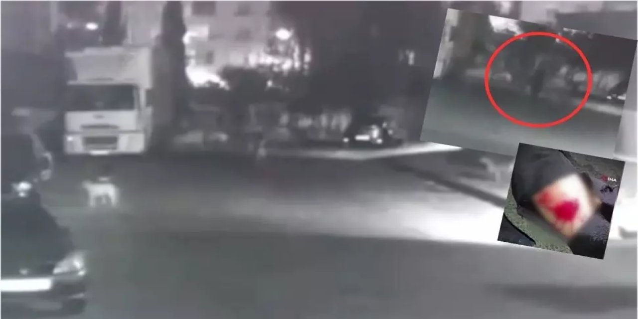 Esenyurt'ta sokak köpeği dehşeti