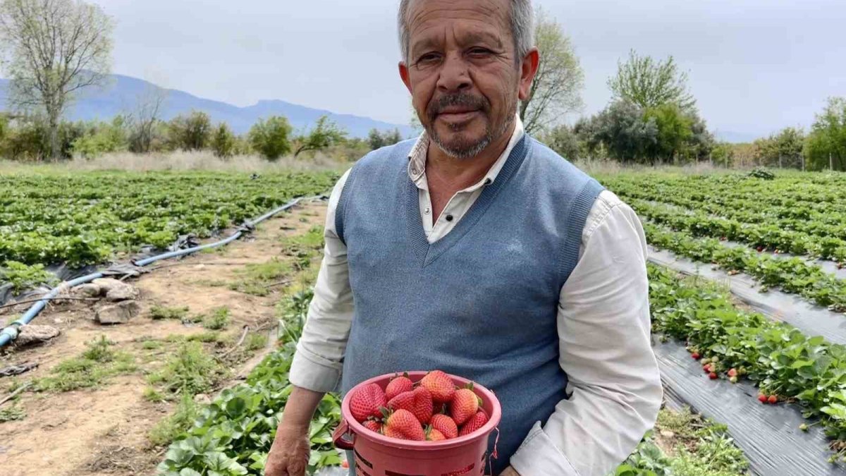 Zirai dona ilginç çözüm: Tarlasını bu yöntemle korudu