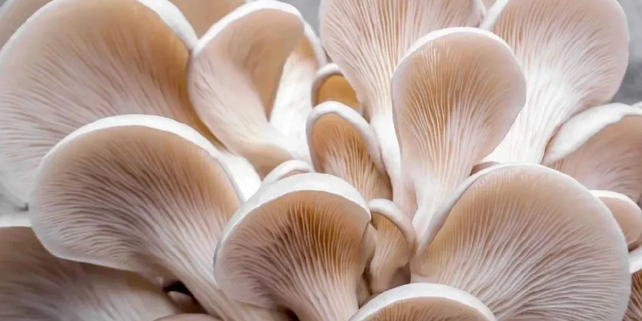 Biberi unutun acının şampiyonu bulundu: Zehirli değil, ama çıldırtıyor!