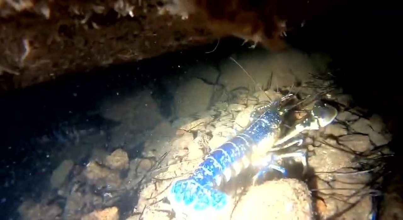 Dünyanın en nadir canlısı görüldü! 200 milyonda 1 ihtimalle... Mavi Istakoz göz kamaştırıyor