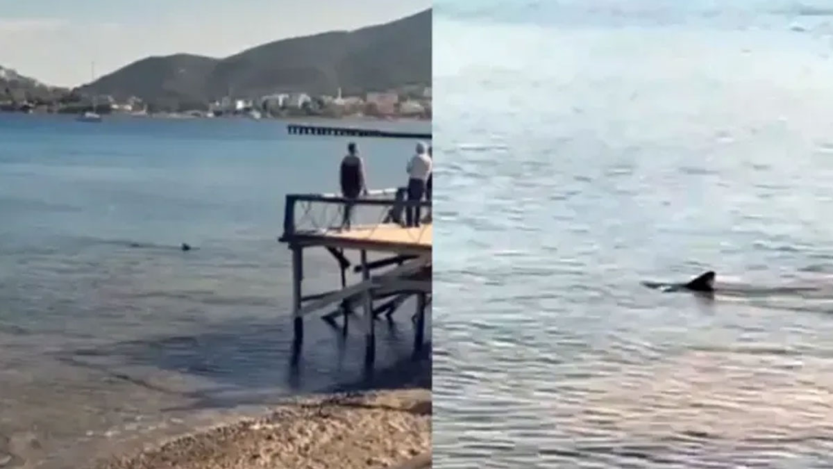 Datça’da kıyıya yakın bölgede iki köpek balığı görüldü