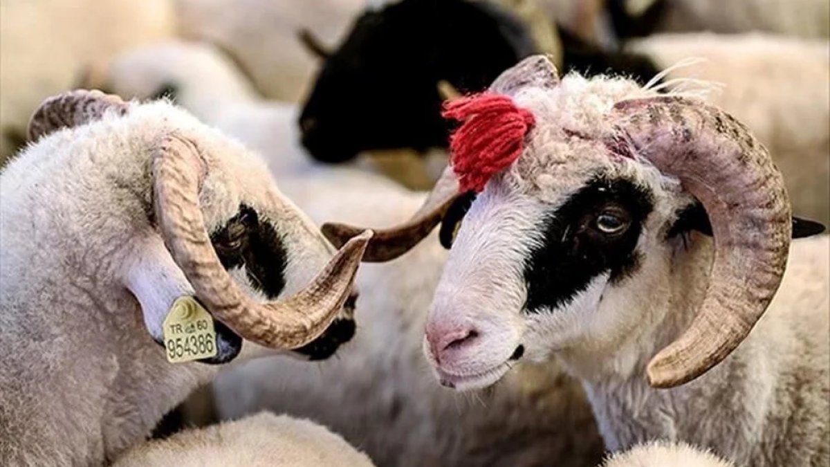 Kurban Bayramı öncesi sıkı takip: Denetime girmeyen yandı