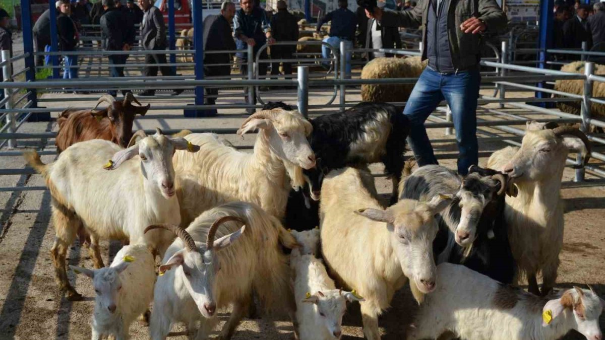 Balıkesir şap alarmı: 15 mahalle karantinaya alındı