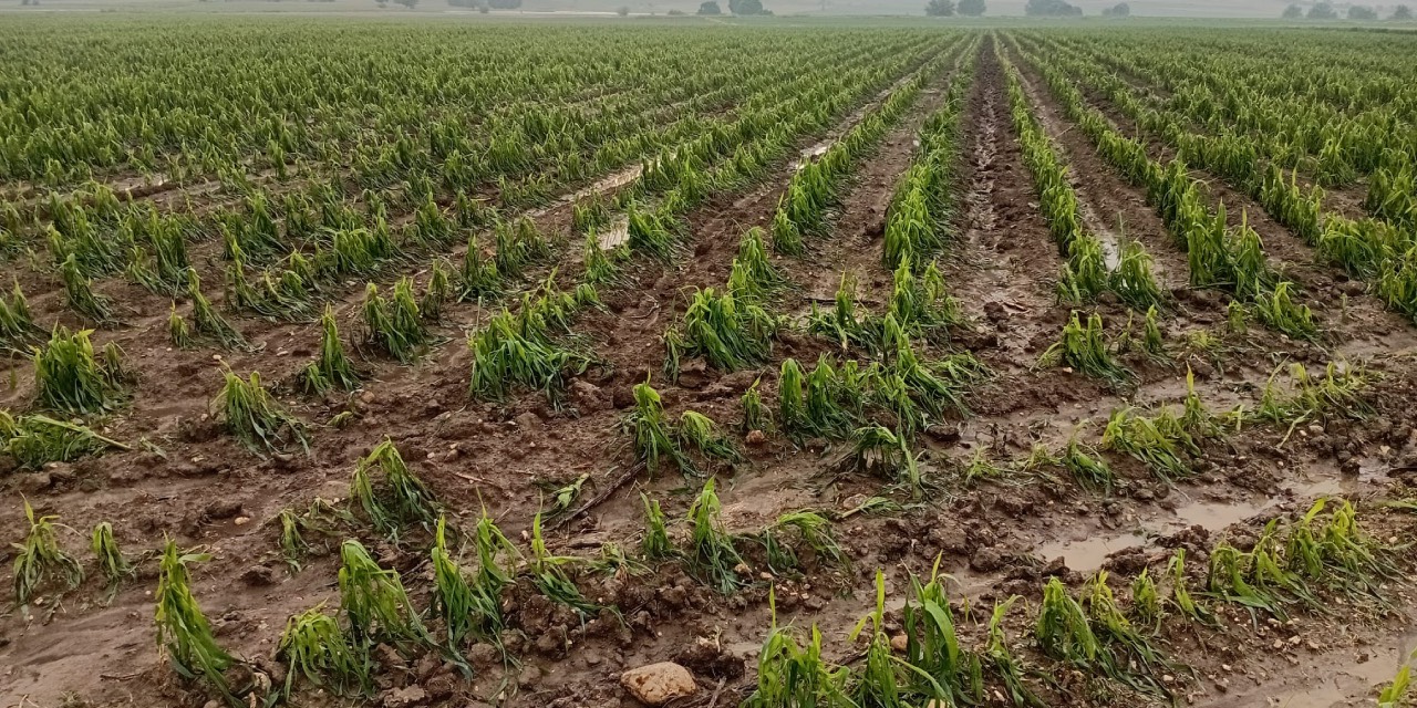 Adanalı çiftçiyi yağmur ve dolu vurdu