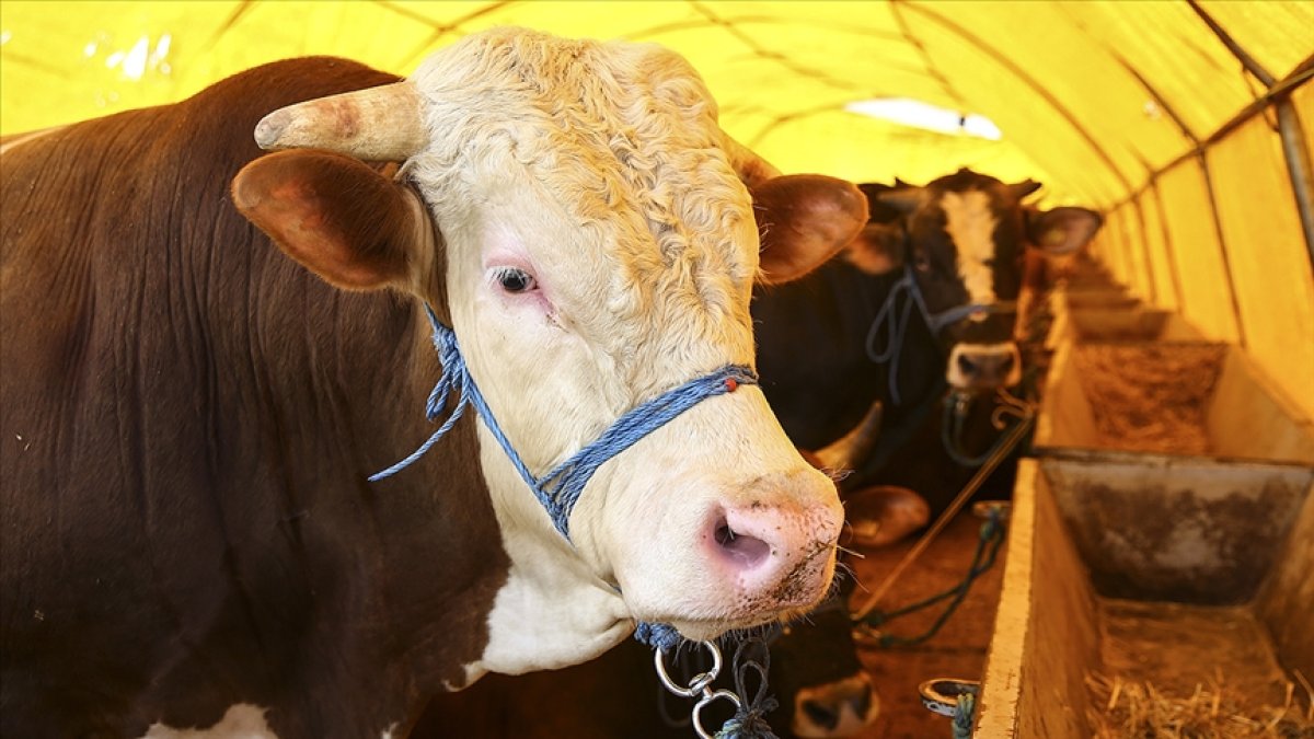 Kurban Bayramı öncesi uyarı: Uymayana 668 bin TL'ye kadar ceza