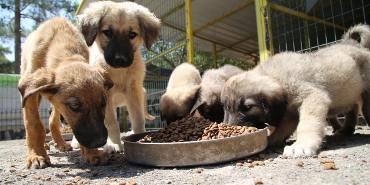 Sokak hayvanları için karar günü açıklandı
