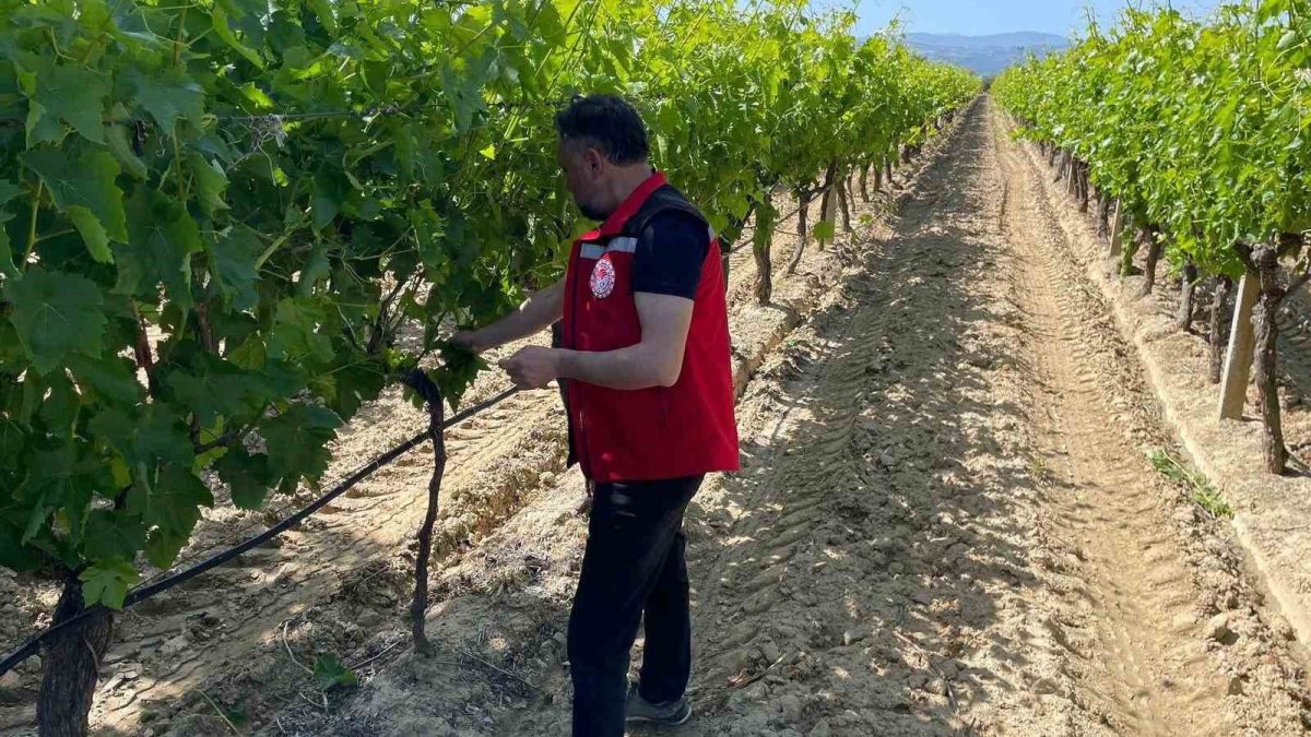 Manisa'da hasat öncesi pestisit denetimi