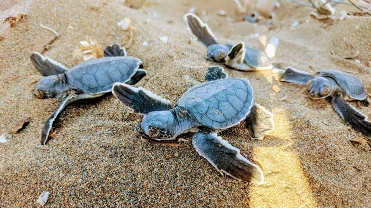 Caretta carettalar yılın ilk yuvalarını yaptı