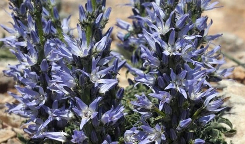 Türkiye'de yeni bir bitki türü keşfedildi