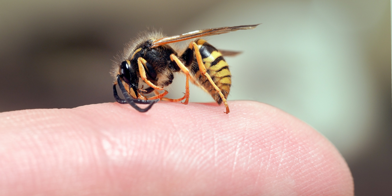 Arı sokması sonucu yaşamını yitirdi: Daha 20 yaşındaydı