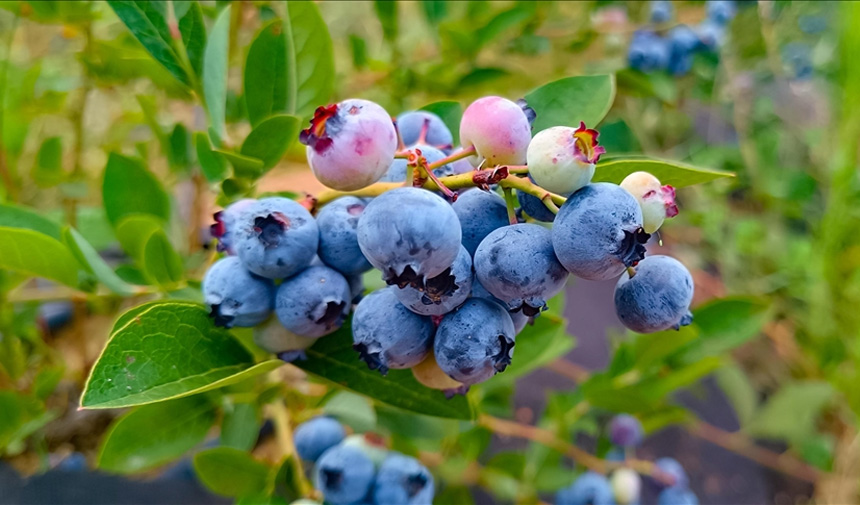 Şifa deposu: Bursa'nın 1000 dönümünde yetişen bu C vitamini zengini meyve tarlada 400 TL