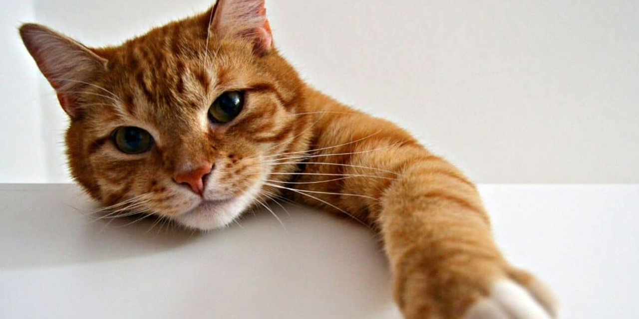 Sarman kedilerin turuncu tüylerin arkasındaki gerçek ortaya çıktı