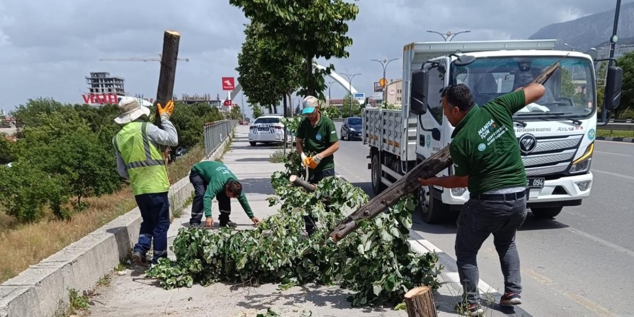 Manisa Büyükşehir Belediye ekipleri, fırtınanın zarar verdiği ağaçları kaldırdı