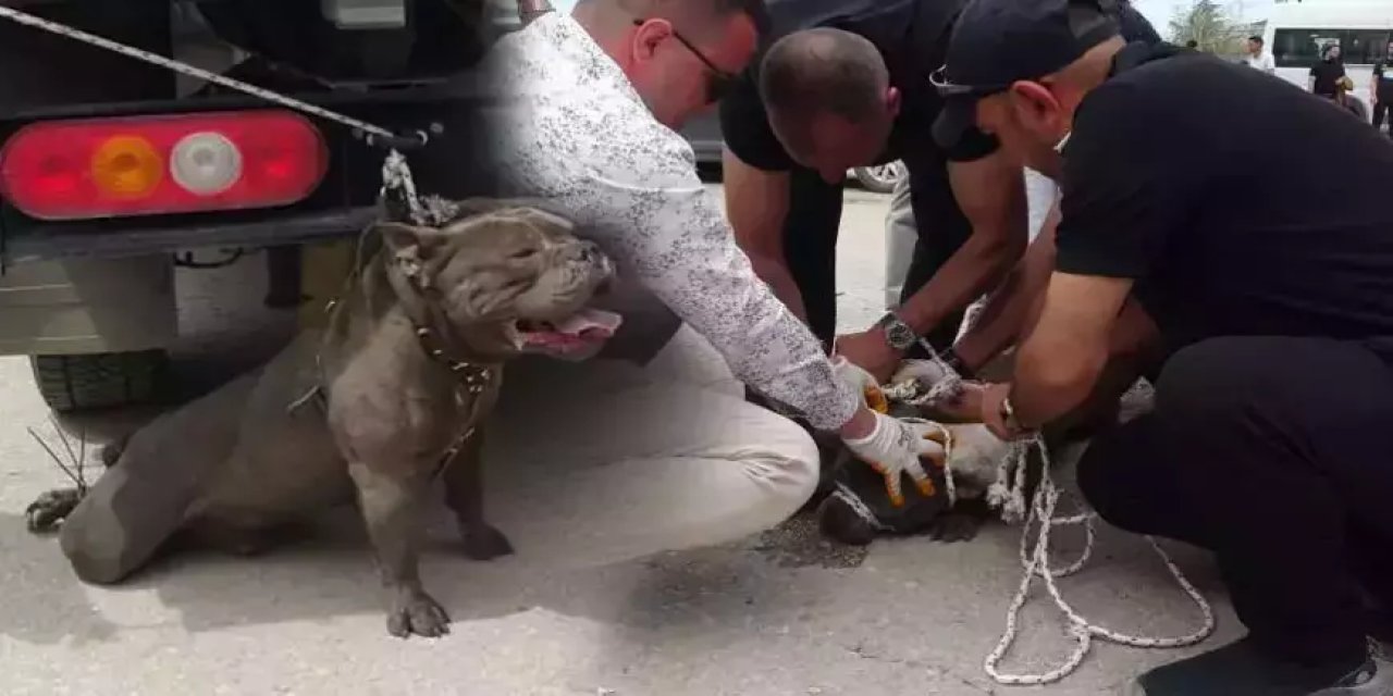 Pitbull dehşeti! Kalabalığın arasına daldı bir kadını yaraladı