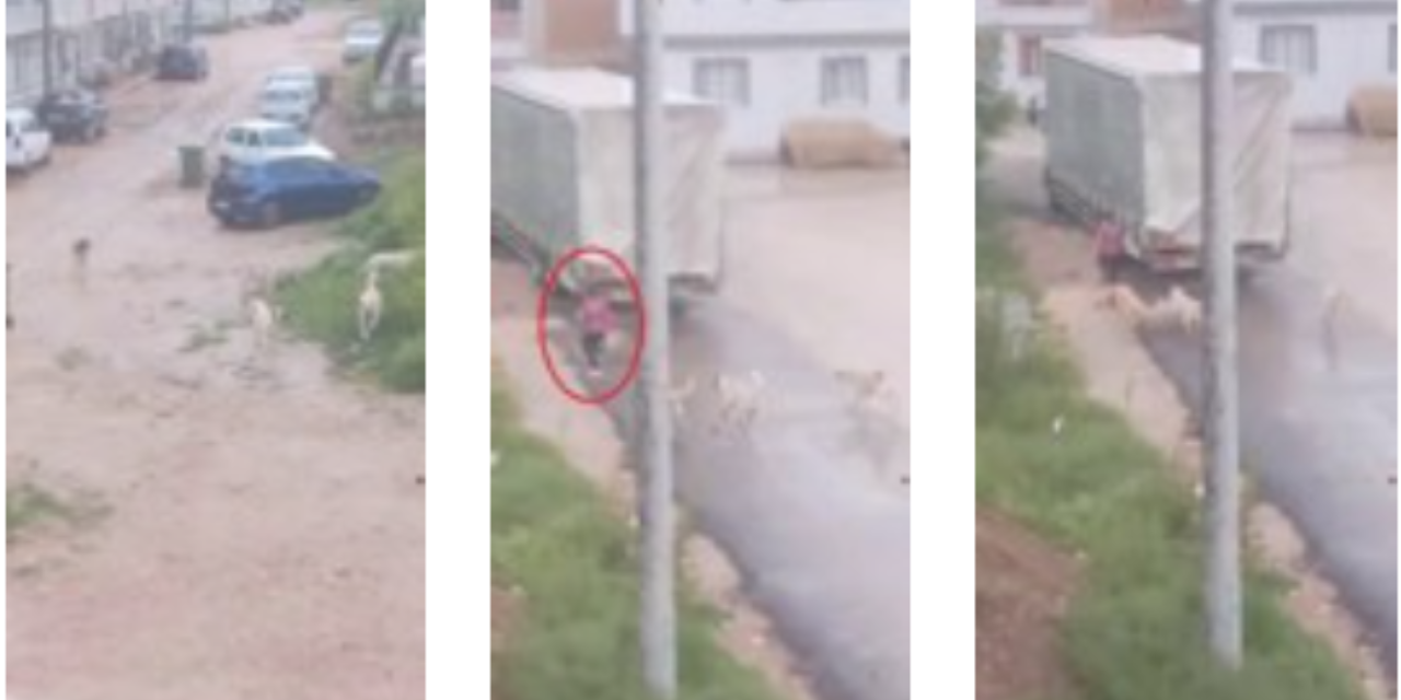 Başıboş köpekler çocuğu metrelerce kovaladı: Korku dolu anlar kameraya yansıdı