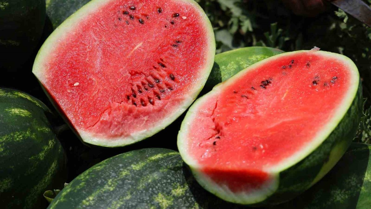 Adana karpuzunun hasadı başladı: Fiyatı belli oldu