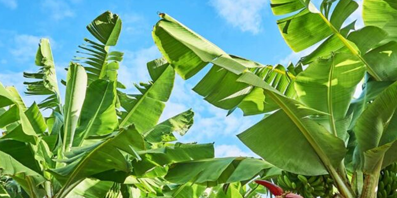 Bu meyvenin kılçığı ve kabuğu şifa kaynağı çıktı! Asla çöpe atmamalısınız...