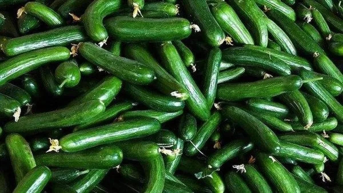 ABD'de salatalıklarda salmonella alarmı: 30 kişi hastalandı, raflardan toplatılıyor