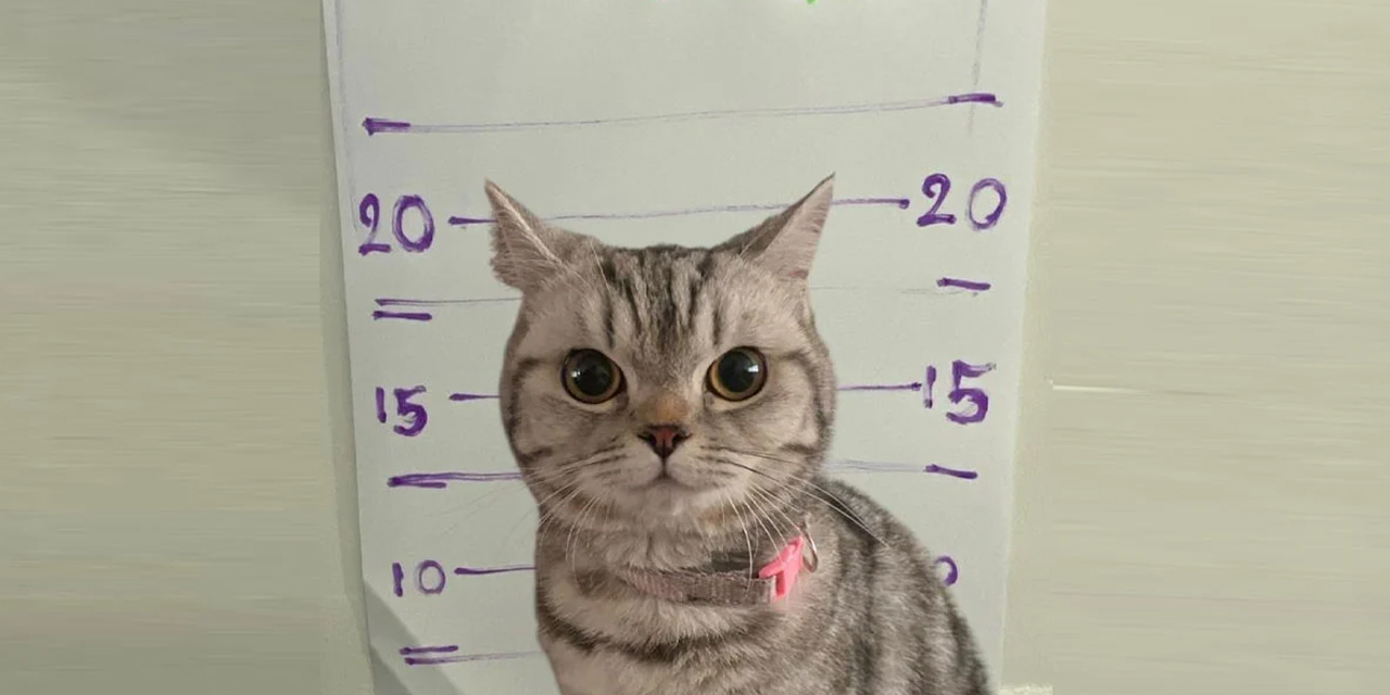 Gözaltına alınan kedi polisleri ısırdı: Sabıka fotoğrafı çekildi!