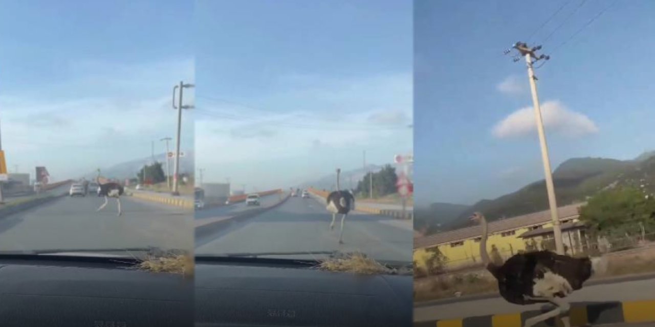Trafikte deve kuşu sürprizi: Vatandaşın şaşkın tepkisi güldürdü