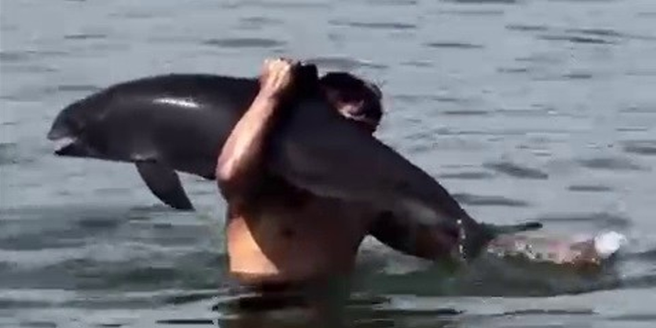 Sahilde şaşkınlık yaratan anlar: Ölü yunusu sırtında taşıdı