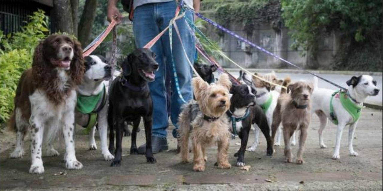 Bu köpeğe sahip olmak isteyenler 6 ay sıra bekliyor! Yavrusu 17 bin 400 TL