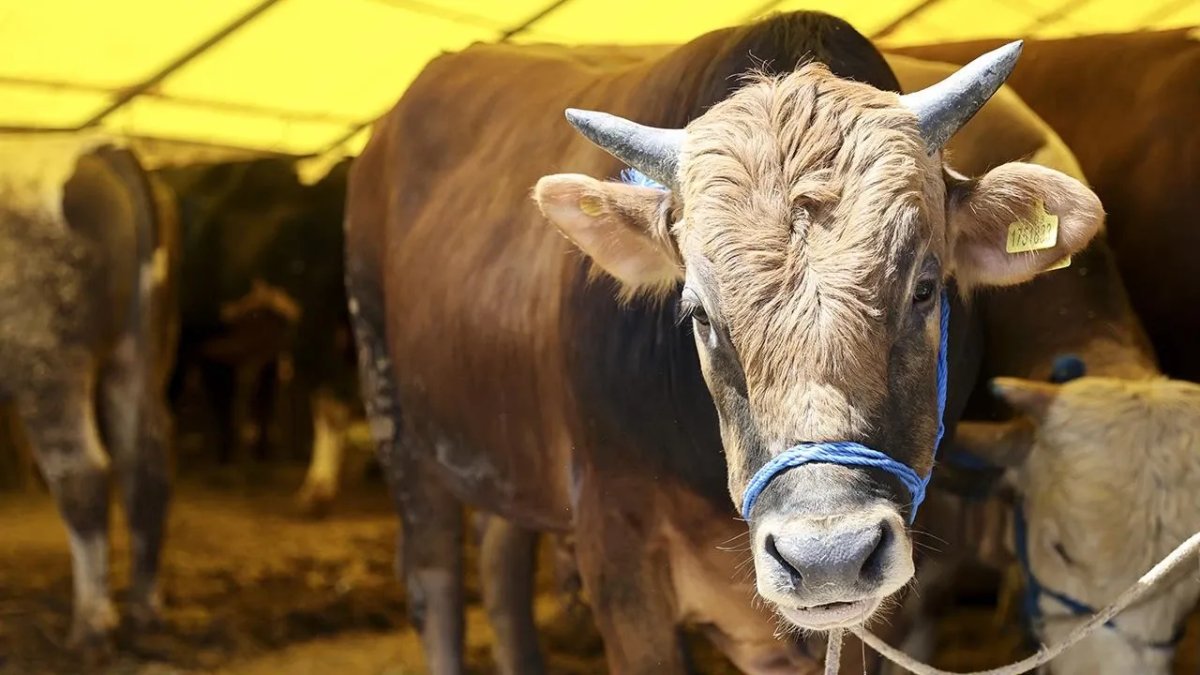 Kurbanlık alırken bu hataları yapmayın: Sayılı günler kaldı