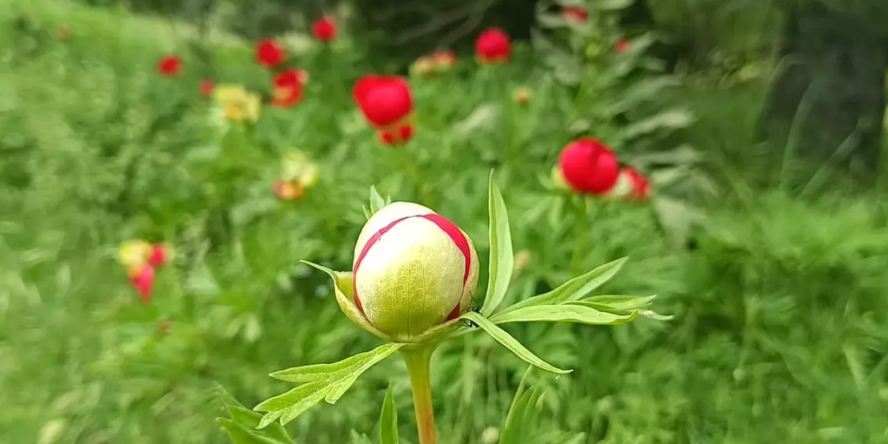 Yaban gülünü koparmanın cezası tam yarım milyon lira! Yılın sadece 10 günü çiçek açıyor! Tehlike altında...