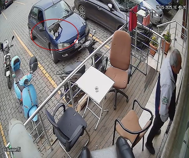 Kedi tek hamlesi ile motosikleti devirdi