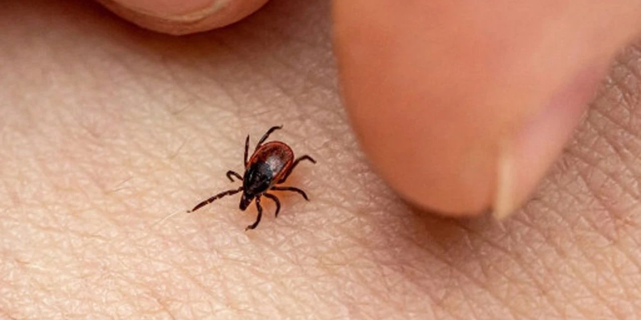 Kene ısırdığında 2 şey yapılmalı