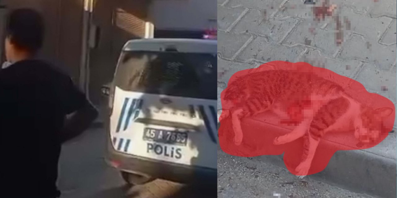 Manisa'da vahşet: Masum kediyi canice katletti