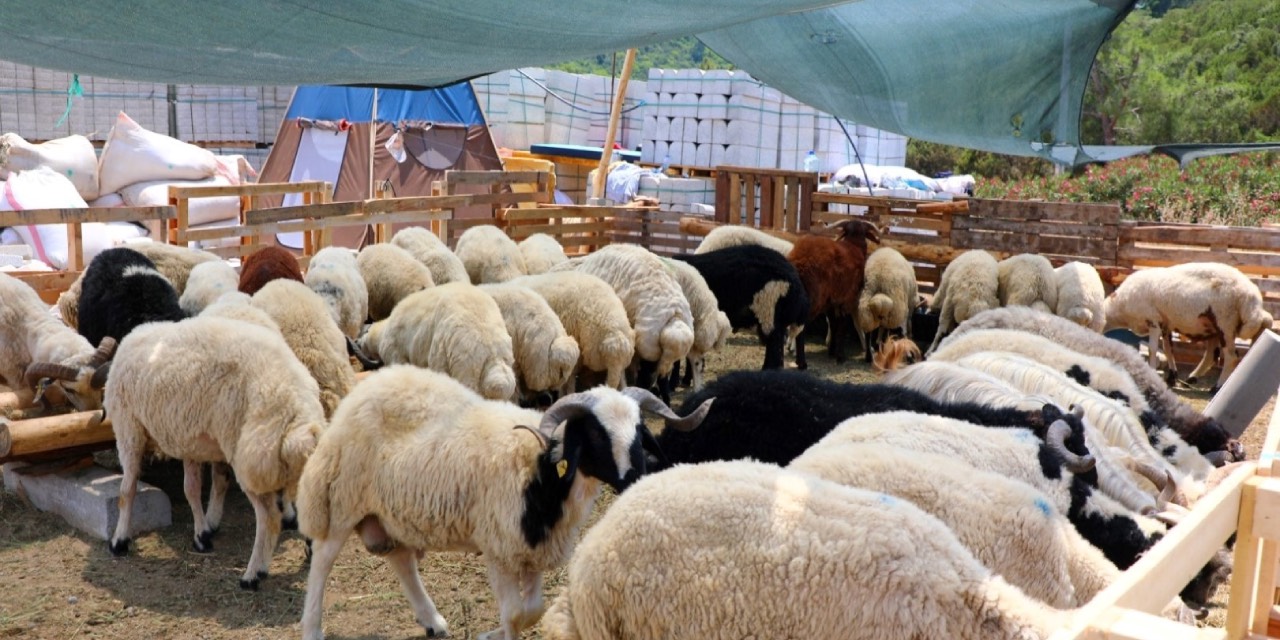 Bodrum Belediyesi ekiplerinden bayram mesaisi