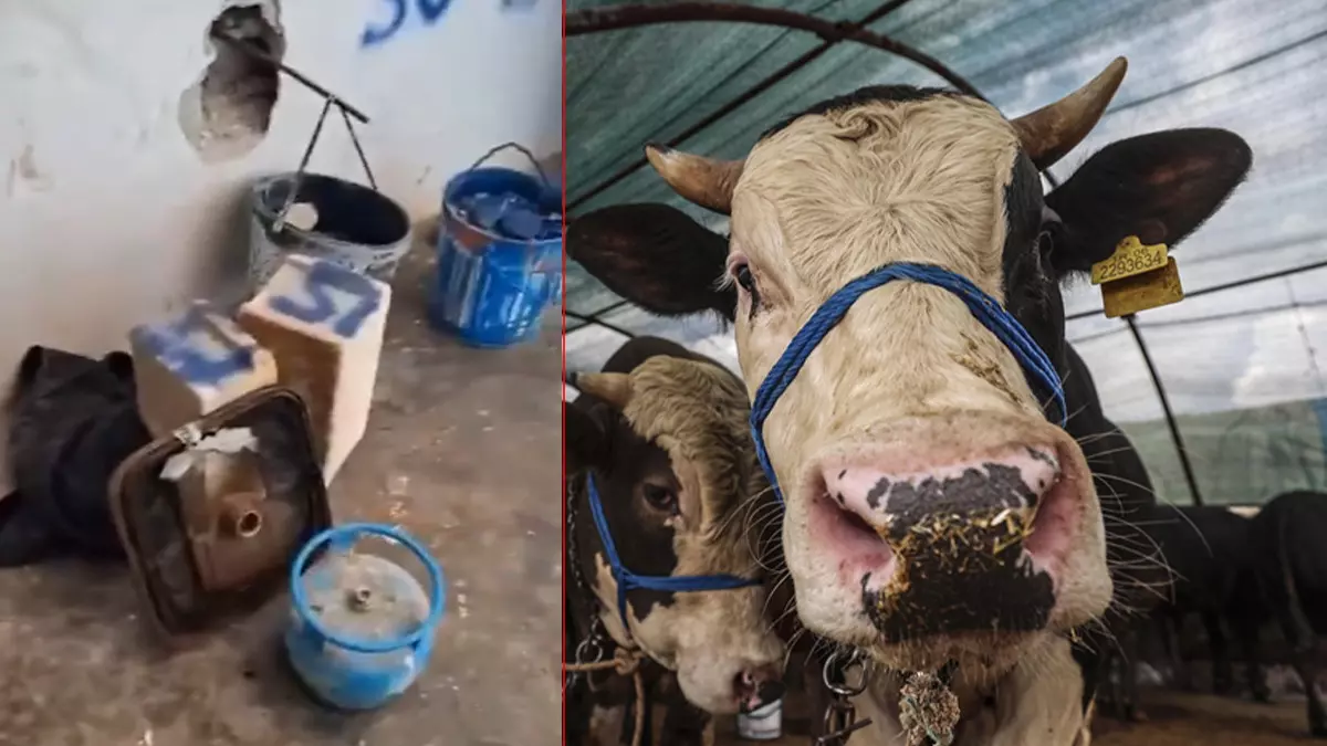 Kurban satışında gizli dolandırıcılık yöntemi ortaya çıktı