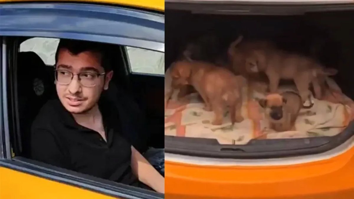 Sahiplendiği yavru köpekleri canice katlettiği iddia edilmişti: O doktora 17,5 yıl hapis talebi