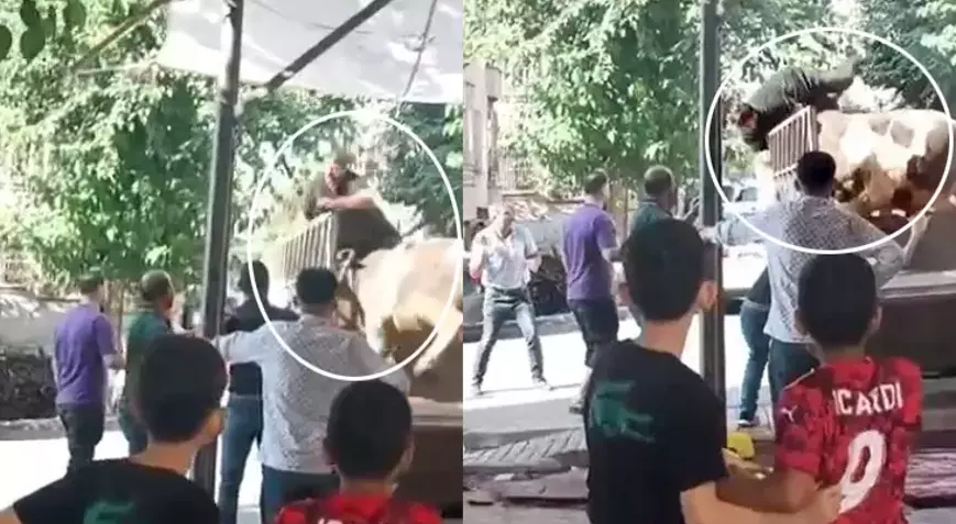 Şanlıurfa’da kızgın boğa dehşeti: Kasap ölümden döndü