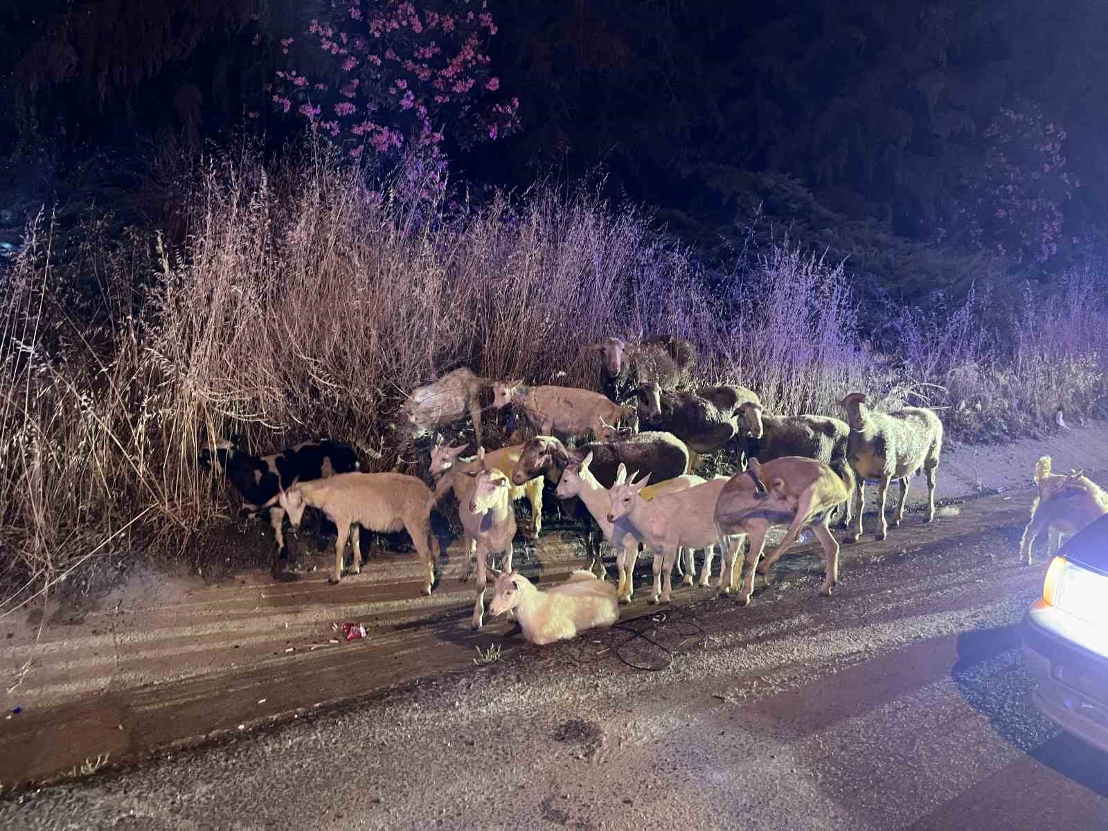 Gece yarısı keçi operasyonu