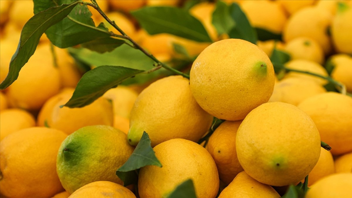 Zirai don durdu: Limonun tanesi 27 liraya çıktı