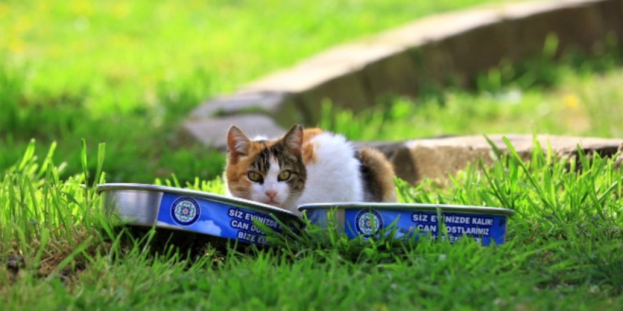 Muğla Büyükşehir Belediyesi 32 ton kedi ve köpek maması üretti
