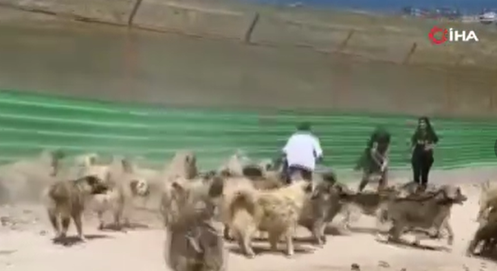 Hayvan barınağında dehşete düşüren görüntü