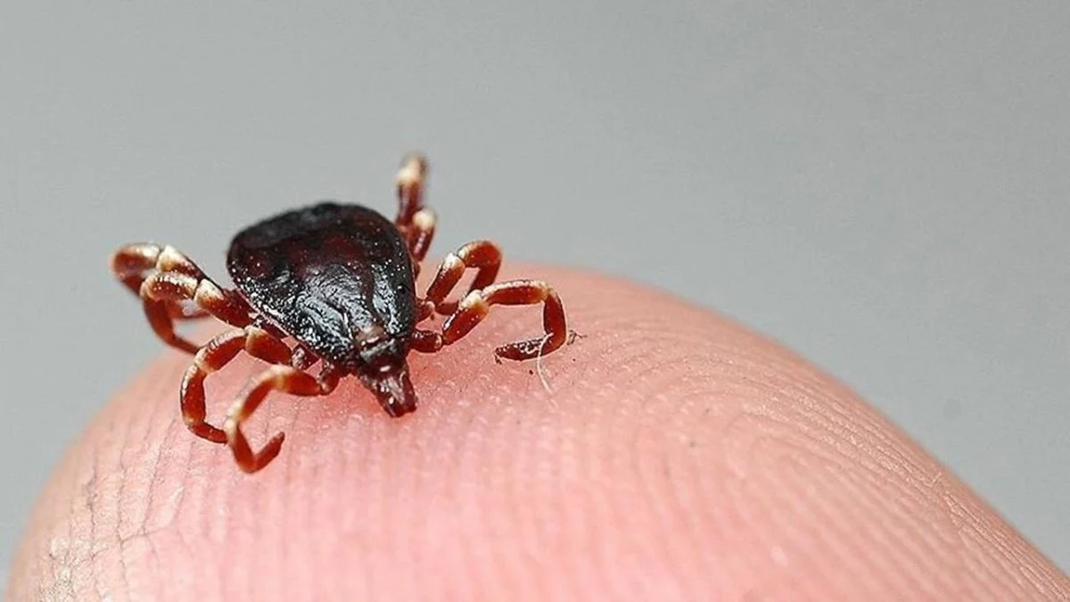 Kene 1 can daha aldı