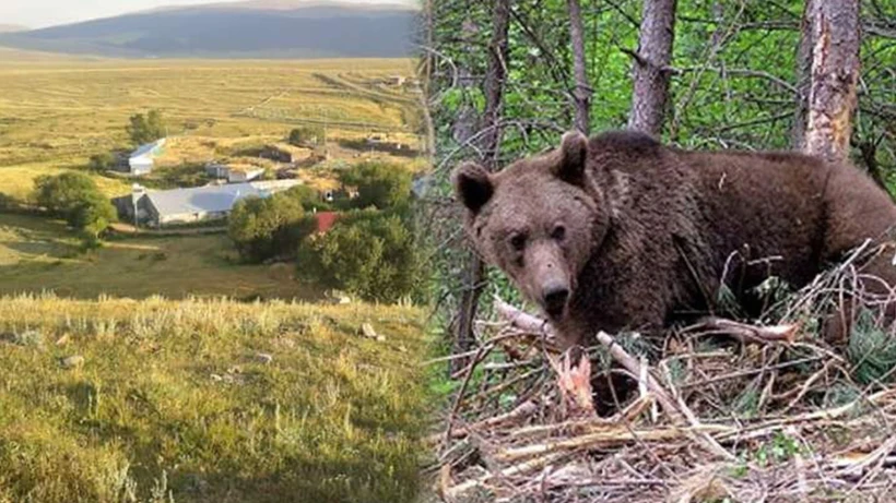 Ardahan’da ayı dehşeti: 22 yaşındaki genç hayatını kaybetti