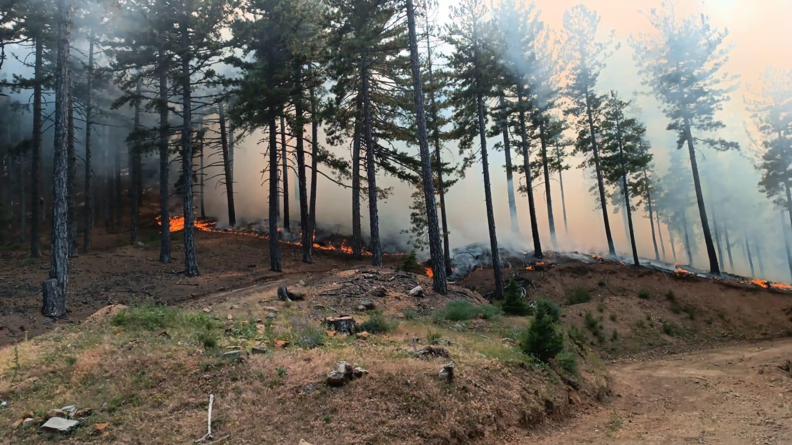Adana’da orman yangını