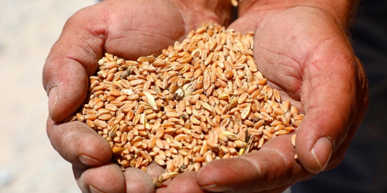 Atalık tohumdan 3,5 ton buğday hasadı
