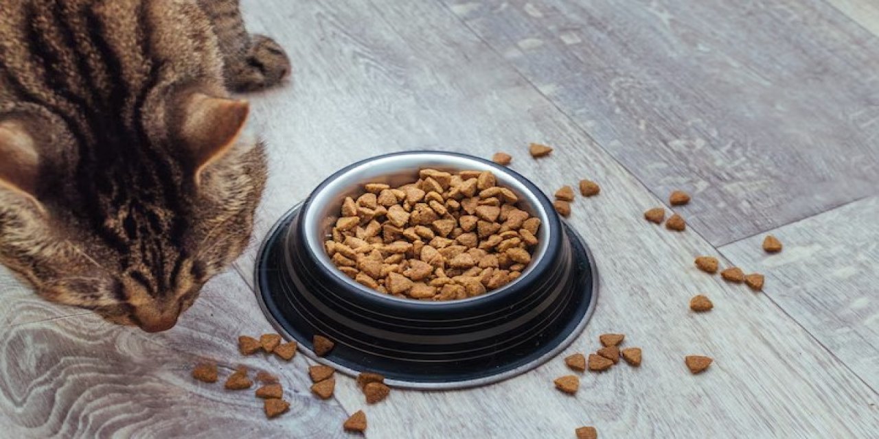 Ünlü kedi maması acil olarak piyasadan toplatılıyor: İçinden plastik parçası çıktı