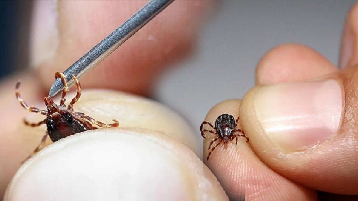 İstanbul'da kene vakaları arttı: Uzmanından hayati uyarılar
