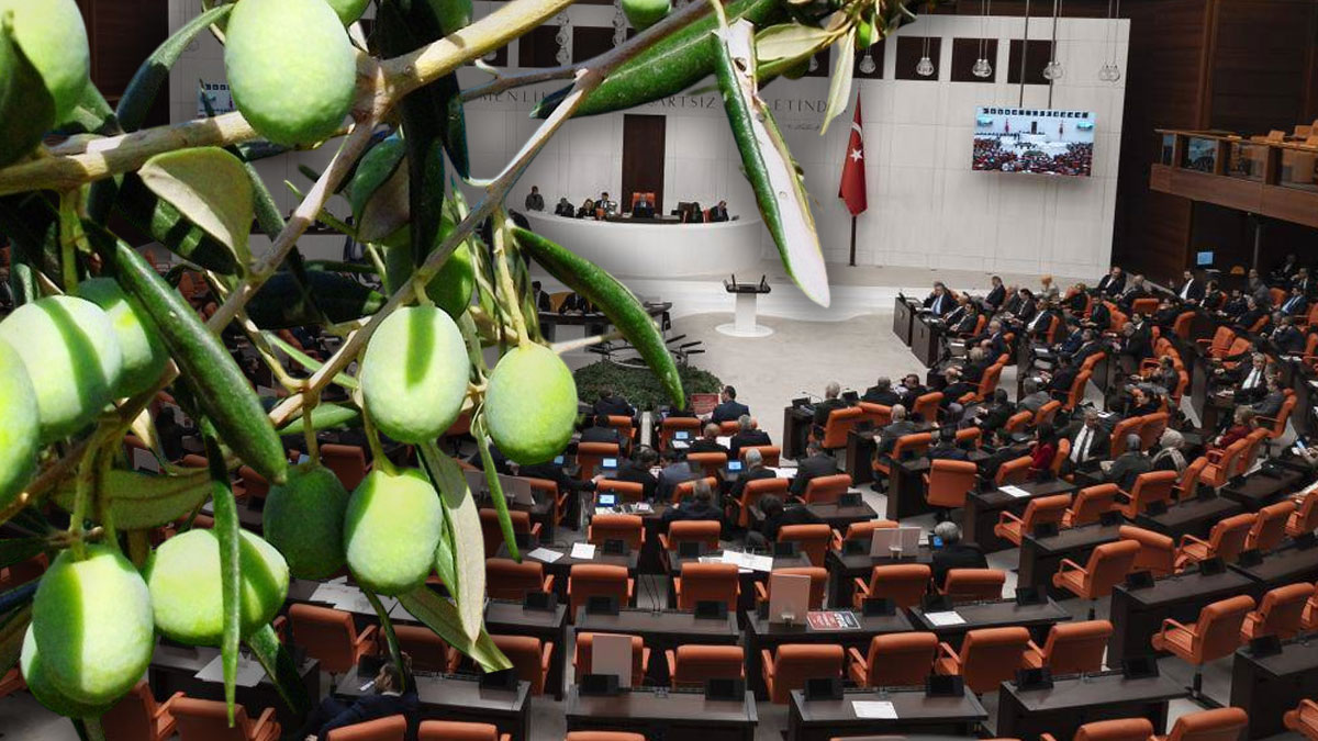 Meclis'te bu hafta: Zeytinliklerin kaderi Genel kurul'da görüşülecek
