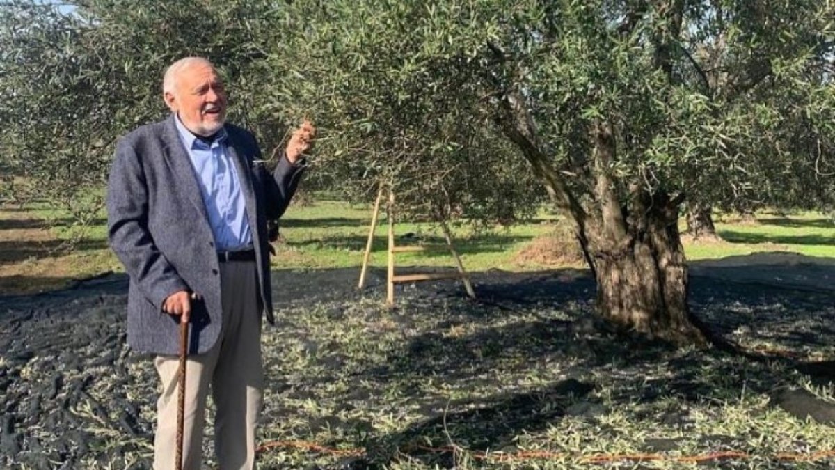 İlber Ortaylı'dan zeytinlik tepkisi: “Avrupa işçisine ucuz yazlık sağlamak zorunda değiliz”