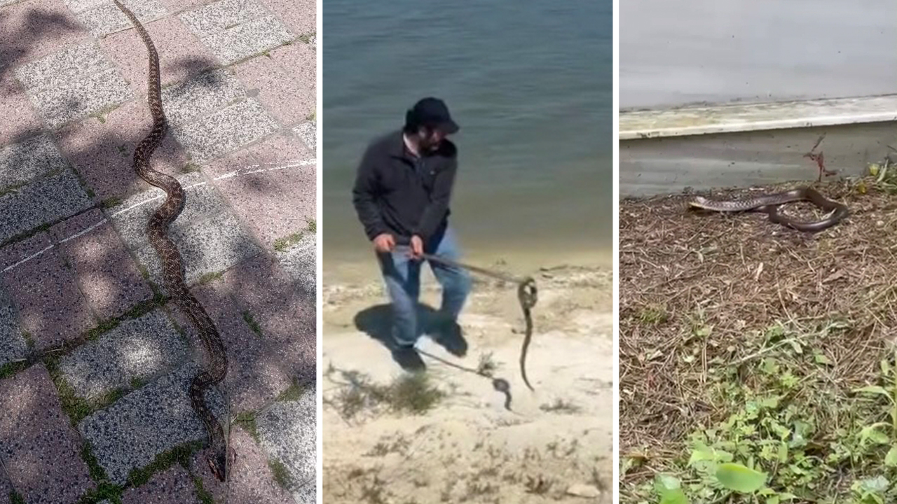 İstanbul'u yılanlar bastı: Birçok ilçede görüldü