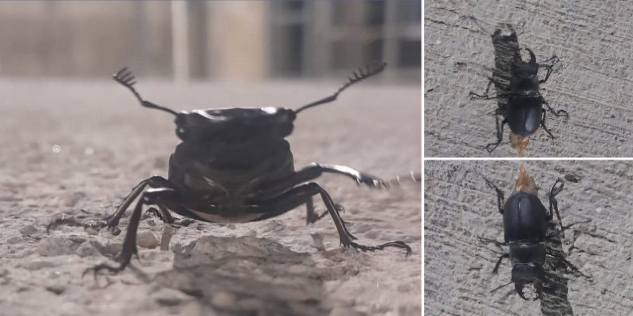 Tunceli’de görüldü: Dokunmanın bedeli 557 bin TL