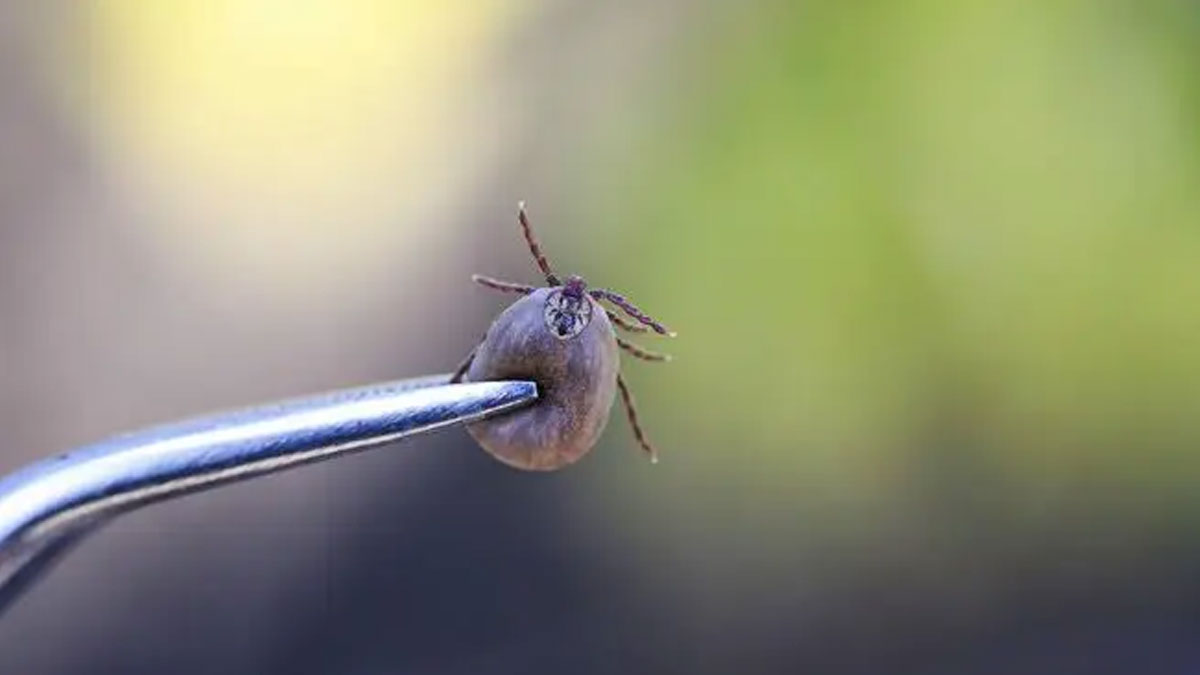 Yozgat’ta KKKA alarmı: Kene ısırığı ölümle sonuçlandı